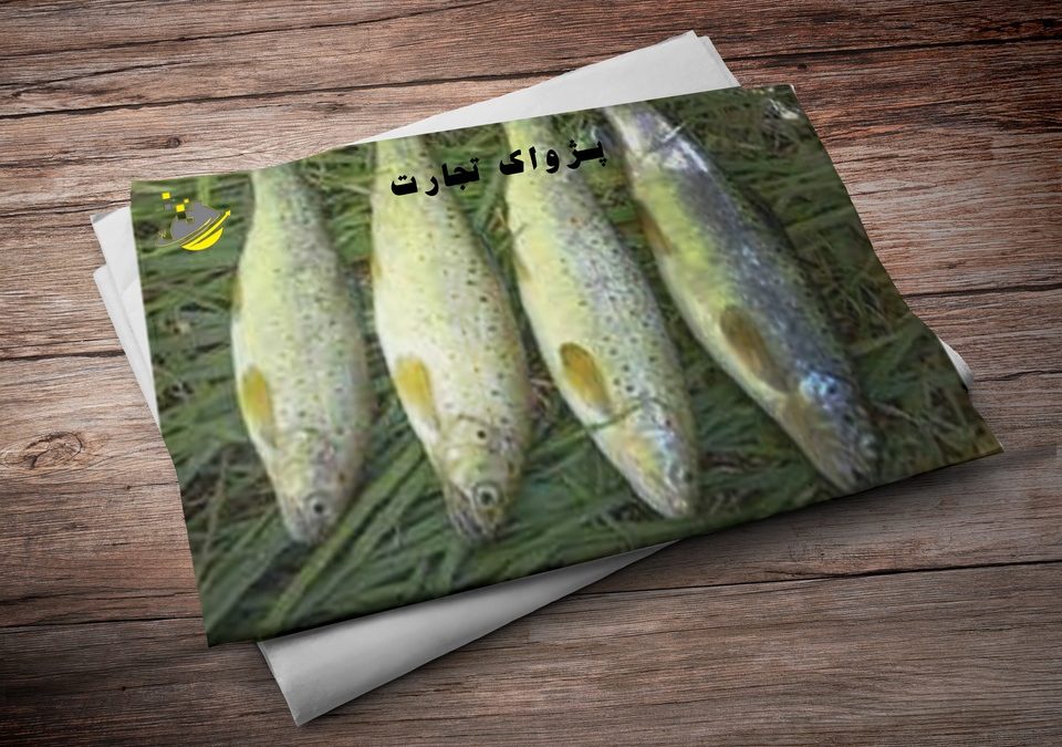 شرکت مدیریت صاردات